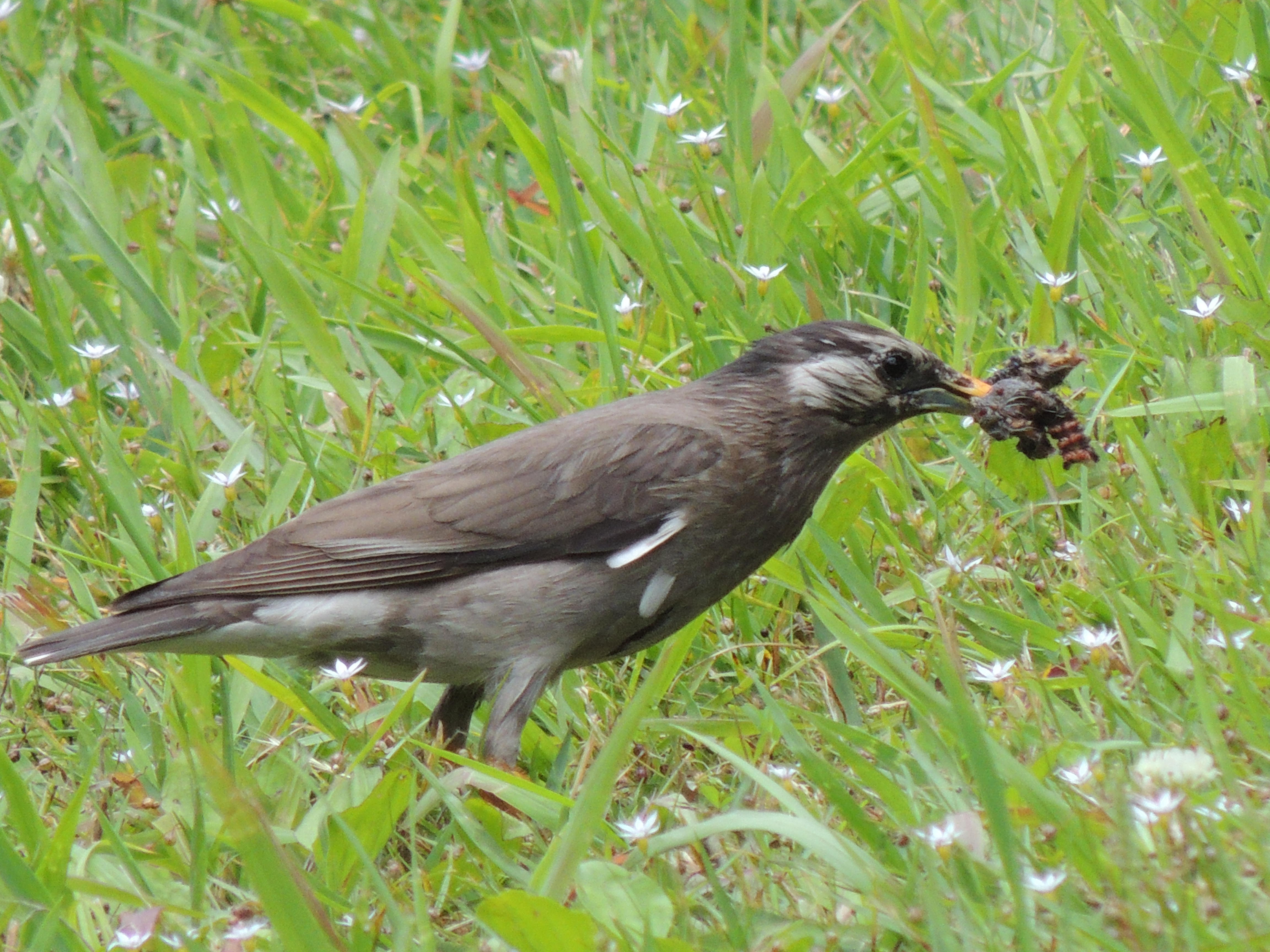 ムクドリに感謝 東京港野鳥公園ボランティアガイド