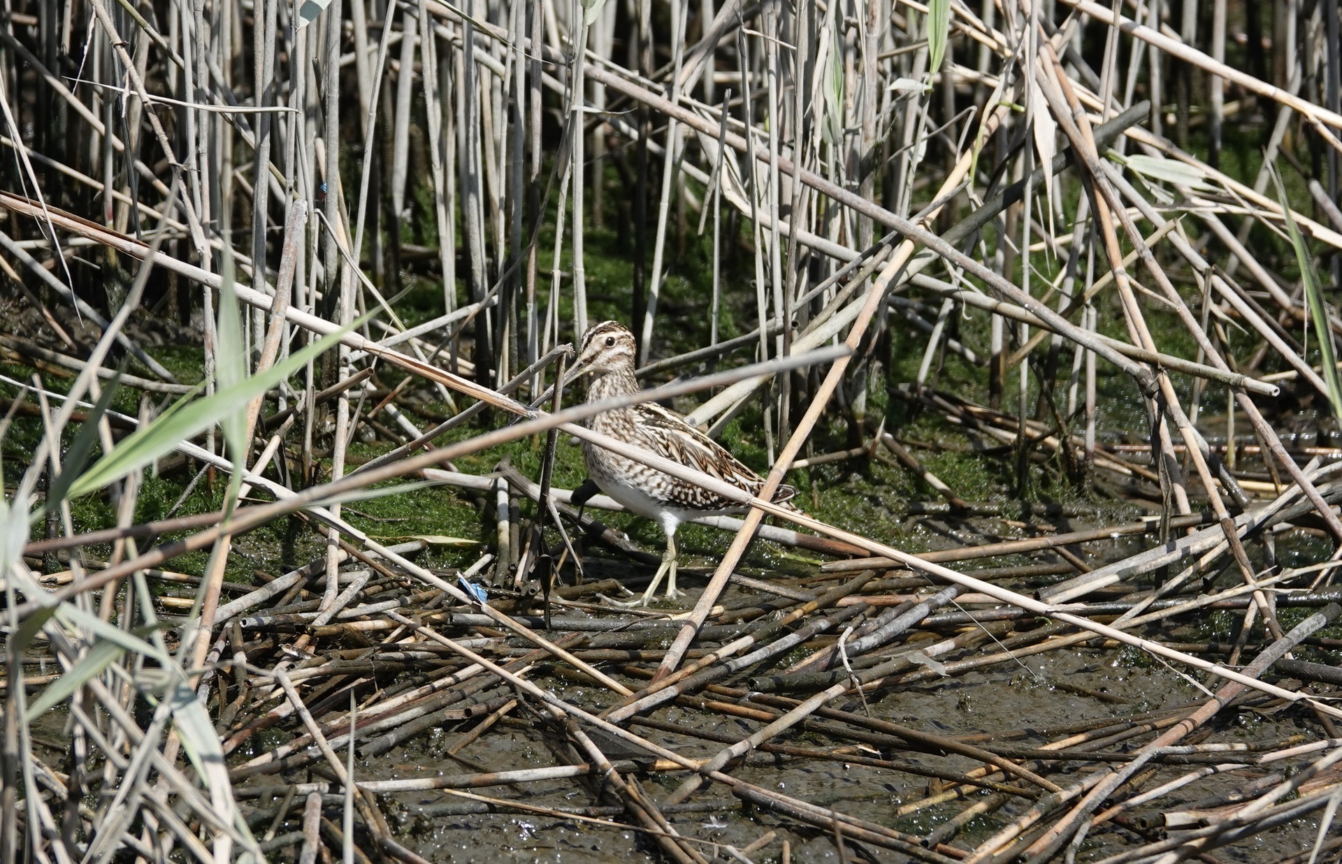 タゲリにエゾビタキ、タシギ、シマアジなど 東京港野鳥公園ボランティアガイド