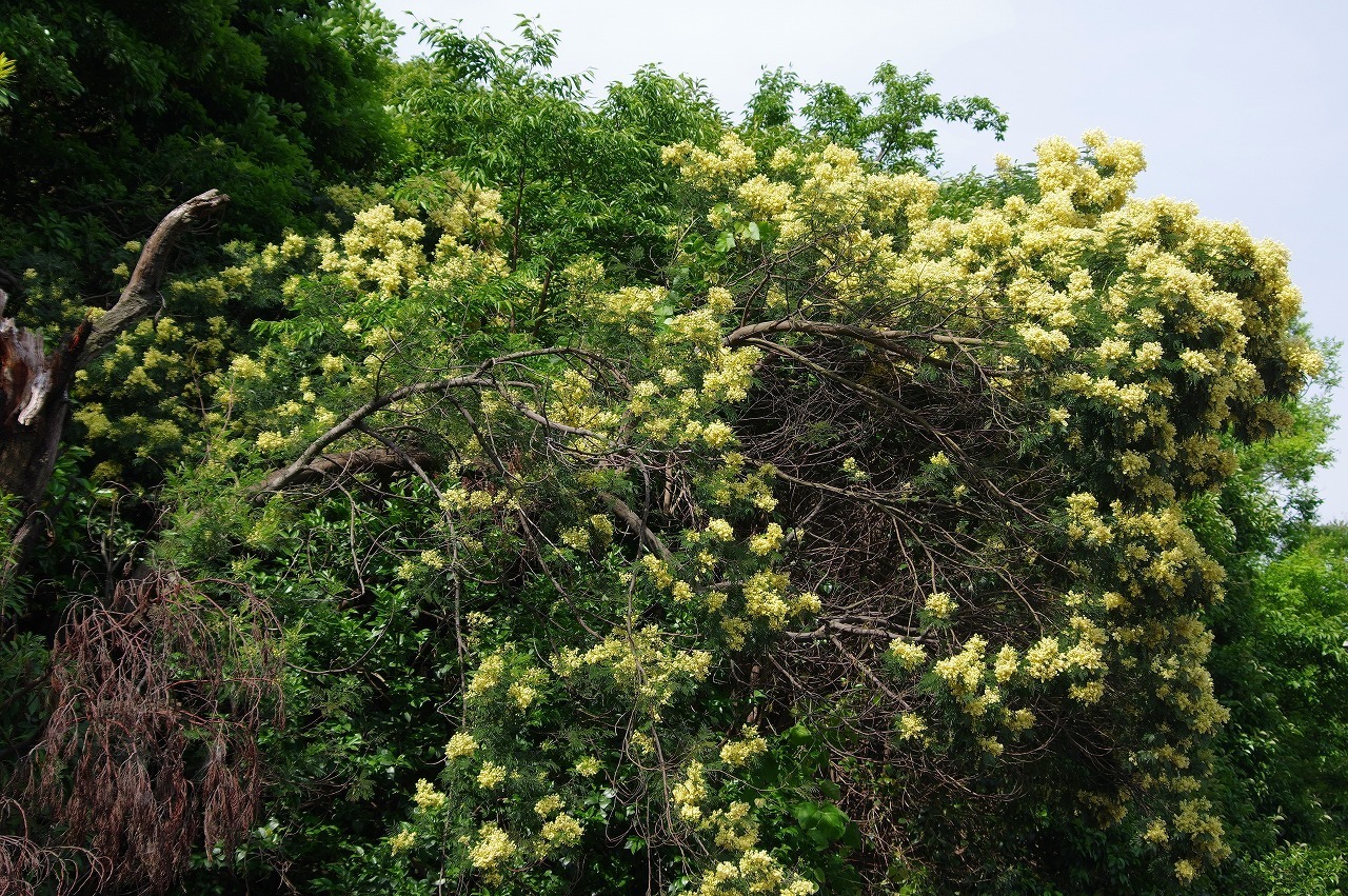 モリシマアカシア 白い花の花盛り 東京港野鳥公園ボランティアガイド