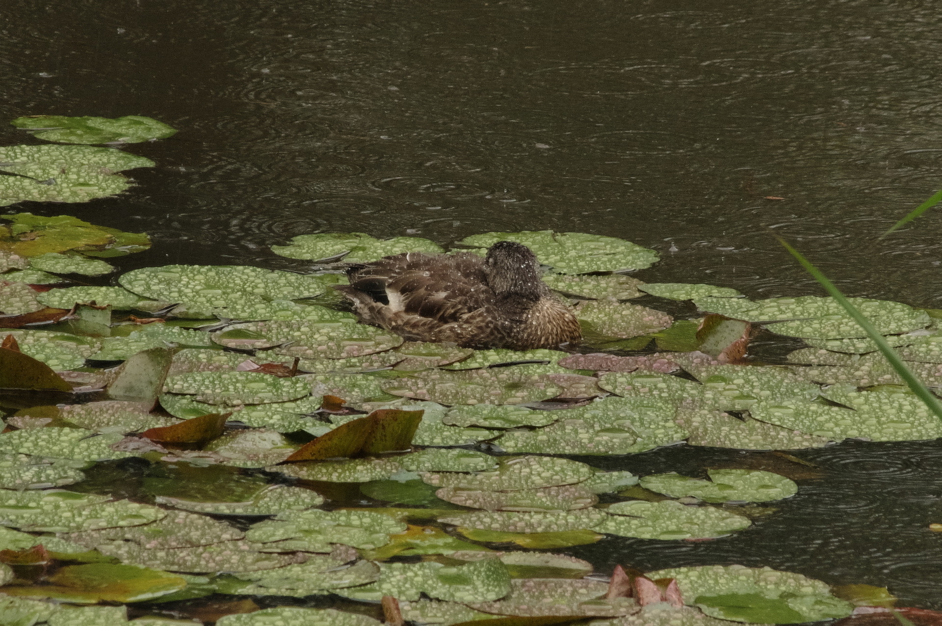 ヨシガモのエクリプス 東京港野鳥公園ボランティアガイド