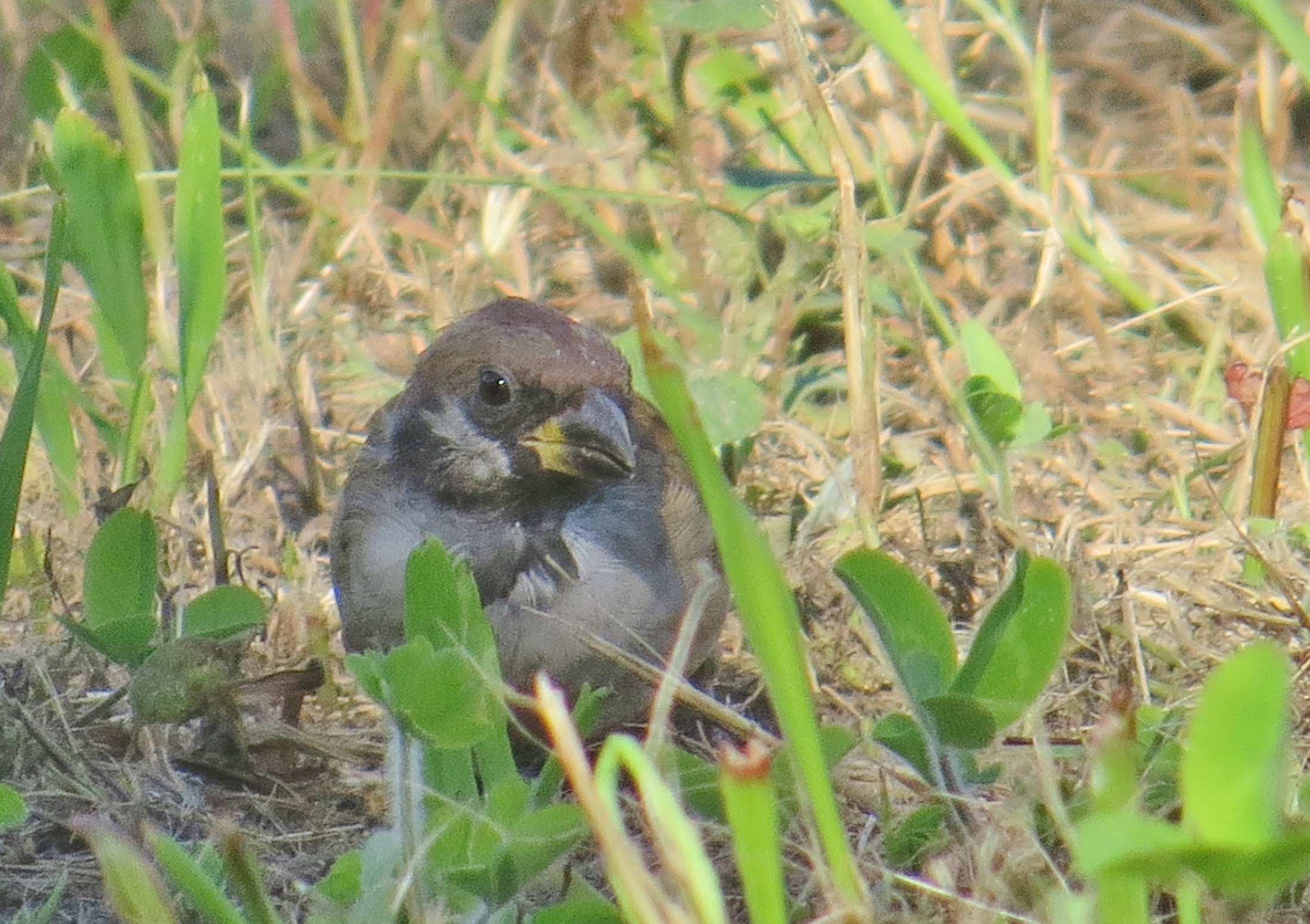 色が変わってる 東京港野鳥公園ボランティアガイド