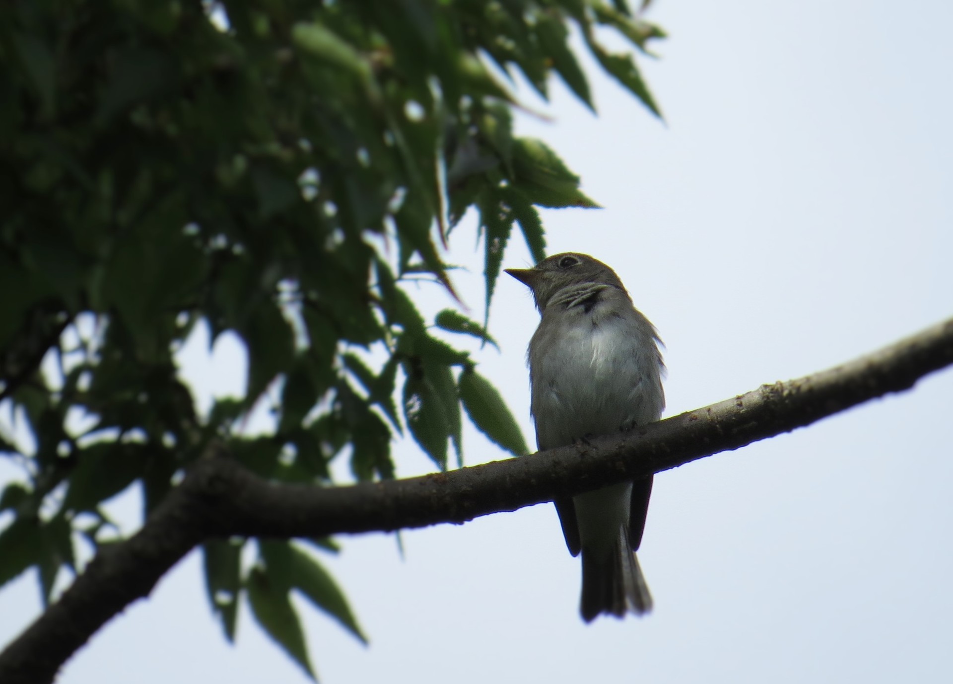 ヒタキの仲間たち 東京港野鳥公園ボランティアガイド