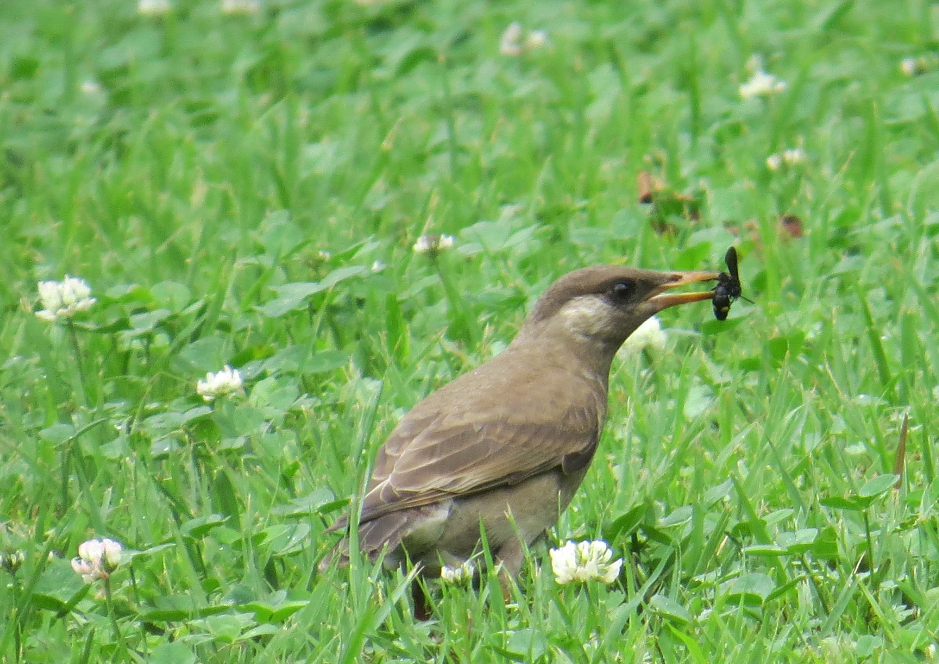 ムクドリの幼鳥 東京港野鳥公園ボランティアガイド