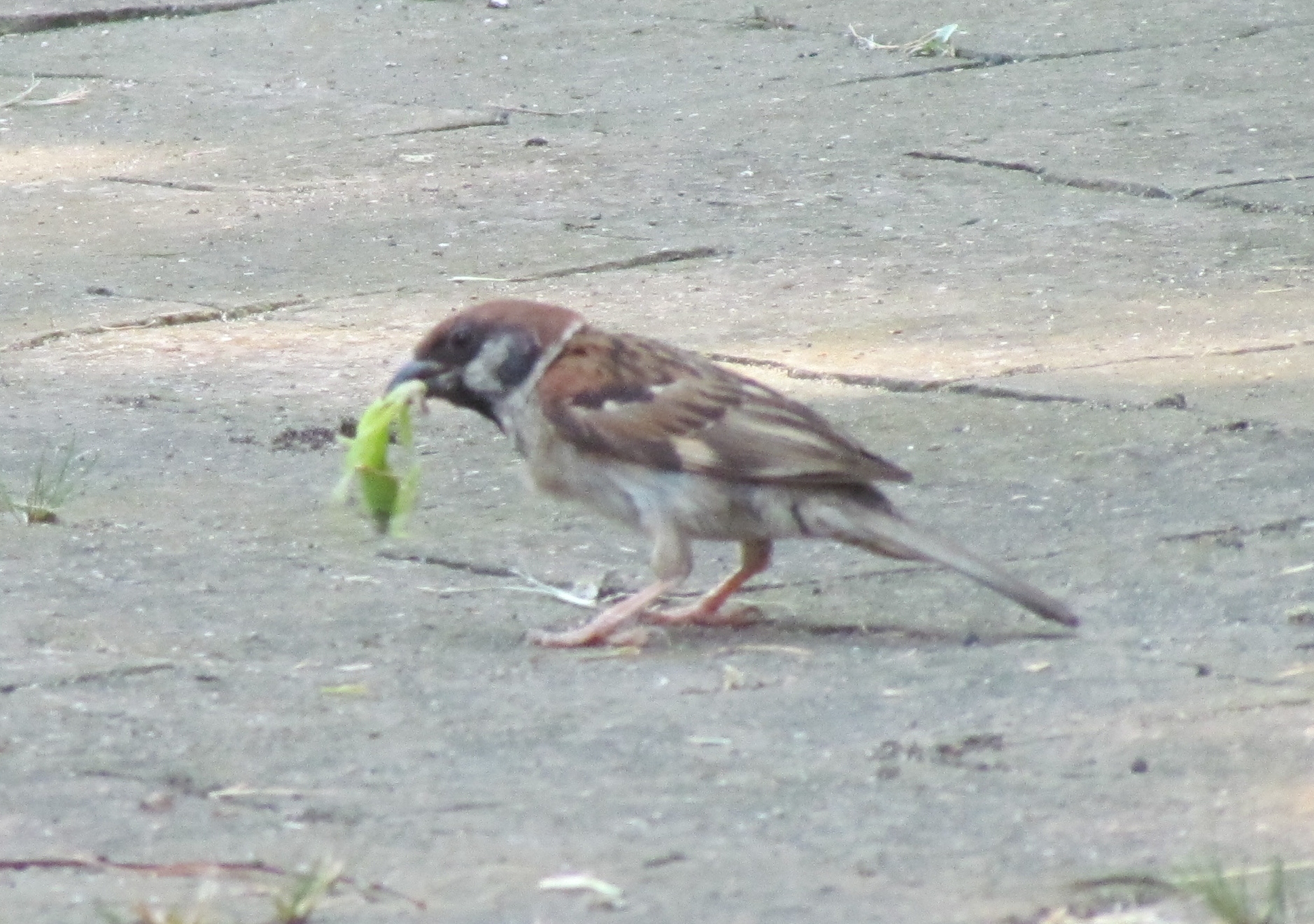 スズメ カマキリ セミ 東京港野鳥公園ボランティアガイド