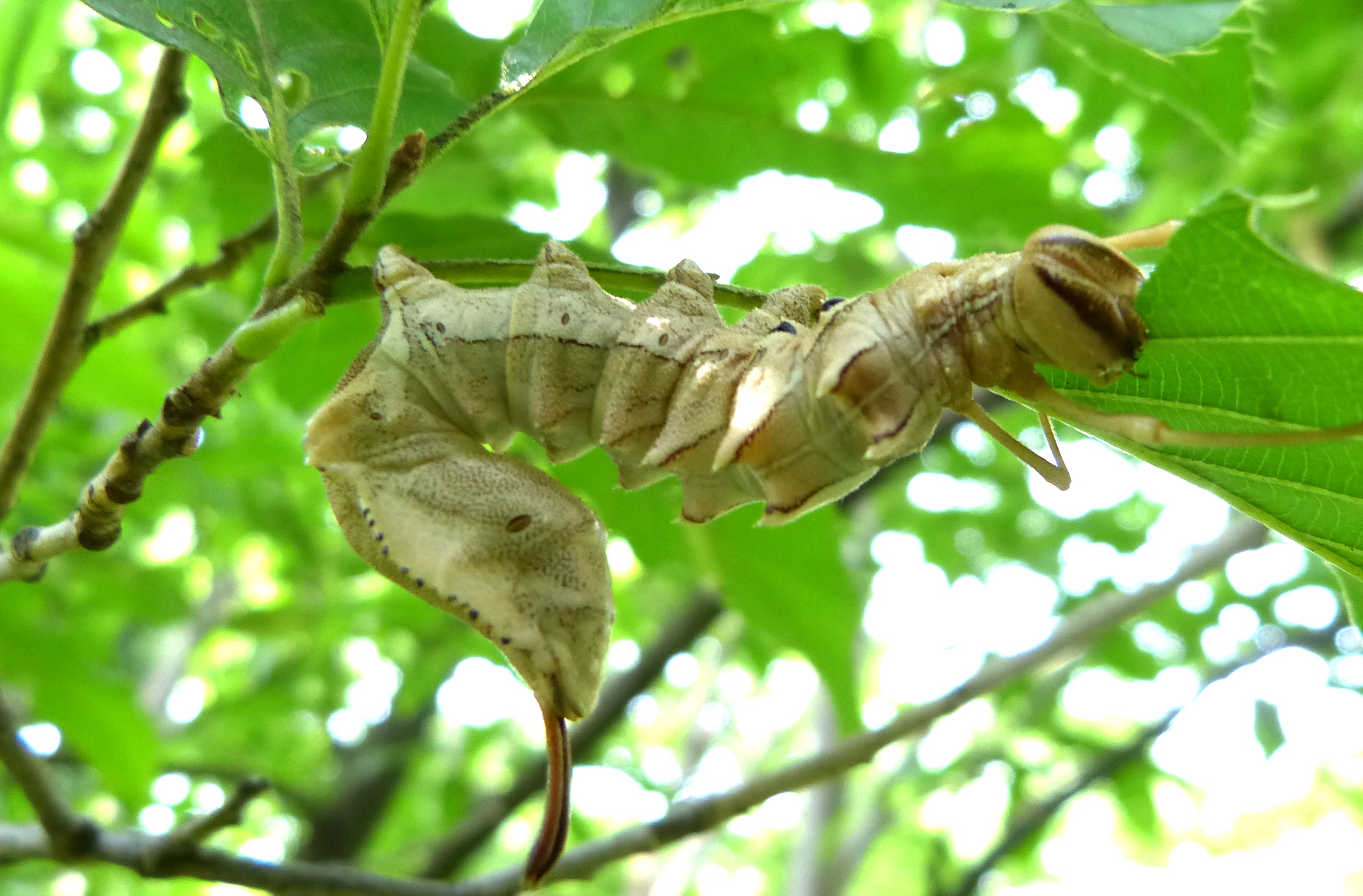 蛾の幼虫 東京港野鳥公園ボランティアガイド