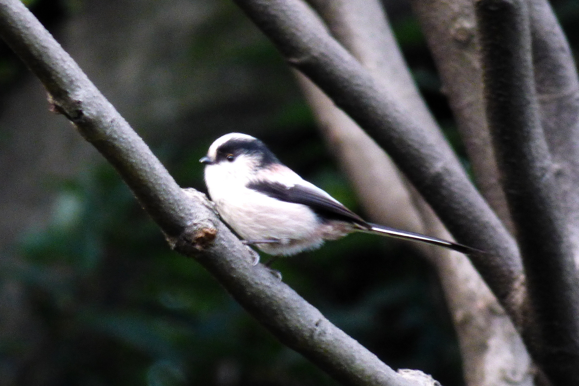 エナガ: 東京港野鳥公園ボランティアガイド