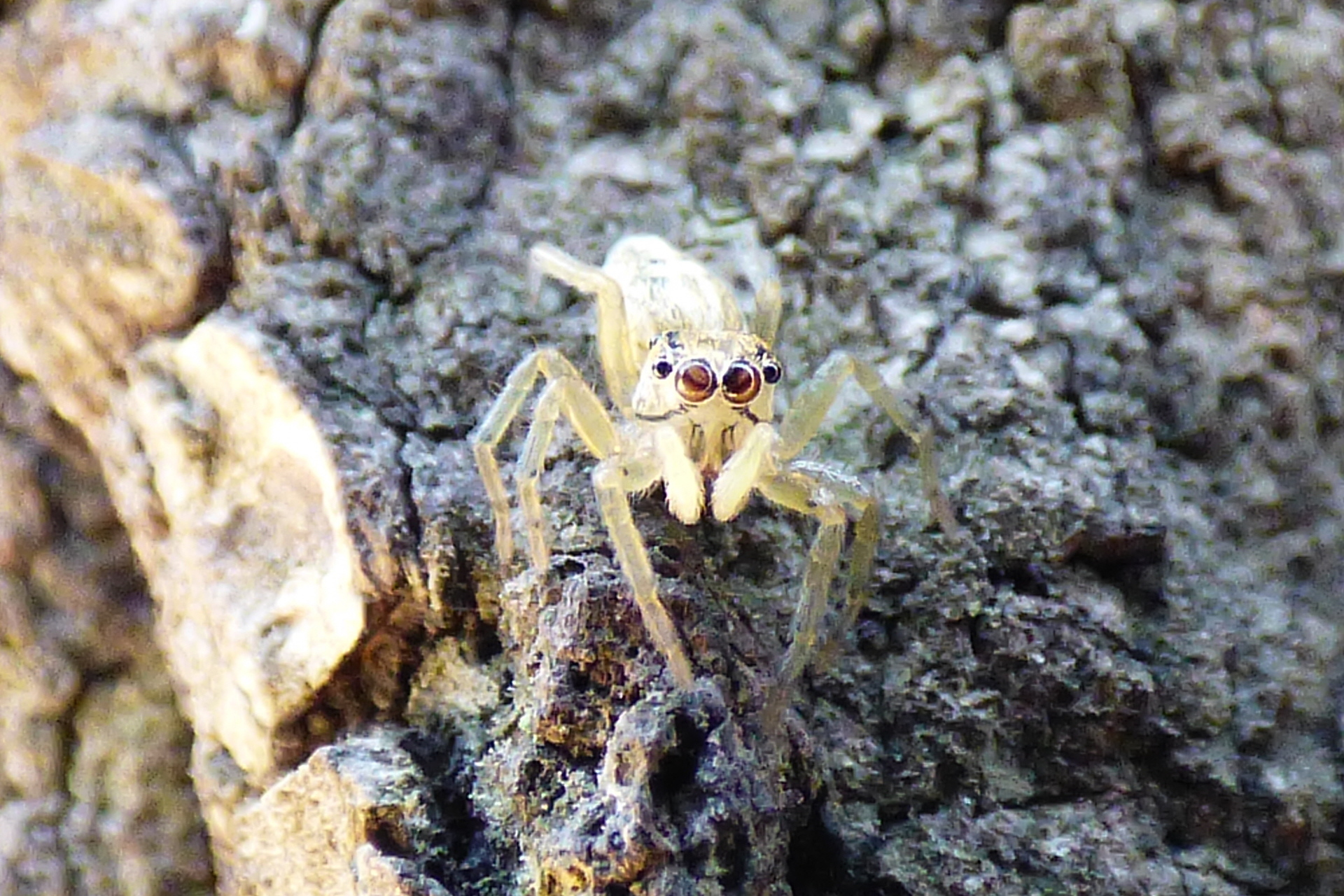 ハエトリグモ 東京港野鳥公園ボランティアガイド